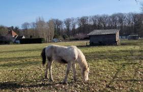 Country house for animals and nature lovers - Photo 21