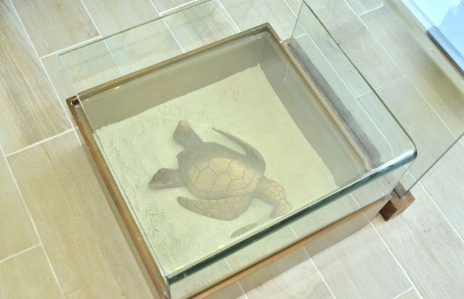 Amigo Rental Isla Mujeres - Foto 63