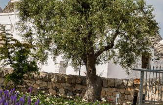 Casa tra i Trulli - Foto 26