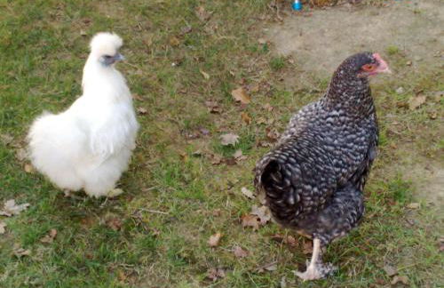 Charmante Dépendance - Foto 24