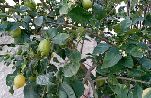 Da Monnedda - Foto 34