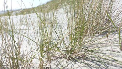 Haus Uthlande HAus Uthlande Whg 46 Watten Blick - Foto 5