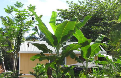 Oceanfront Cottage Near the Kalapana Lava Flows - Foto 18