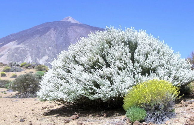 Holiday Home Finca - Foto 8