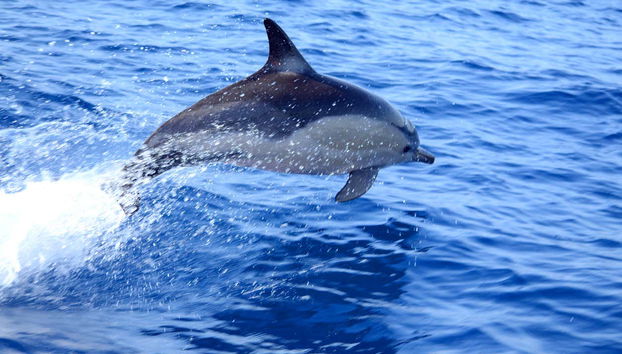 Un delfín nadando en las aguas de Tavira