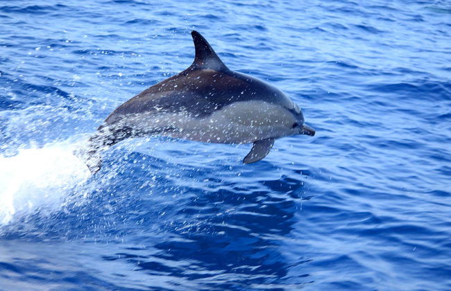 Avistamiento de delfines en Tavira - Foto 2