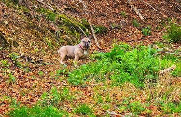 Ferienwohnungen Dorfliebe Dörnberg - Photo 71