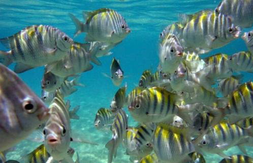 Casa de Seu Bandeira - Foto 64