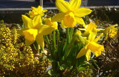 Villa Wilmarie - Zuhause auf Zeit in herzlicher Atmosphäre - Foto 7