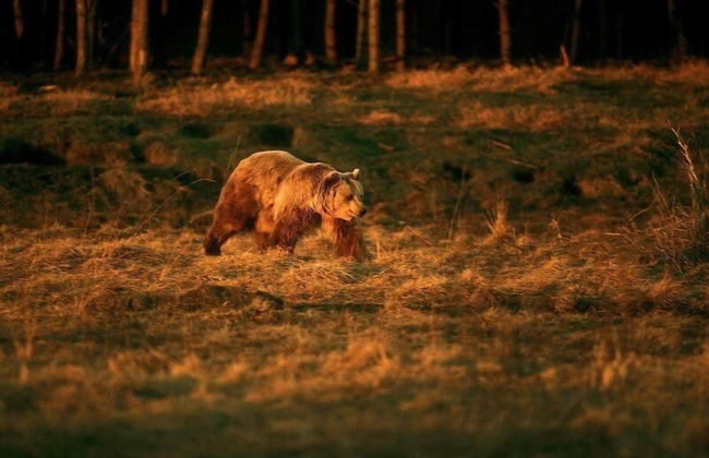 Finnskogen Turistsenter - Photo 17