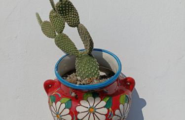 Fichi d india - Foto 1