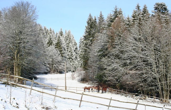 Apartment in Dachsberg-urberg - Foto 16