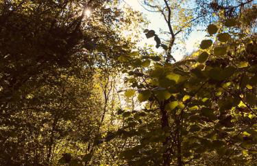 Tolle Ferienwohnung mit Loggia in Schauenstein 100qm bei Hof an der Saale Frankenwald - Foto 61
