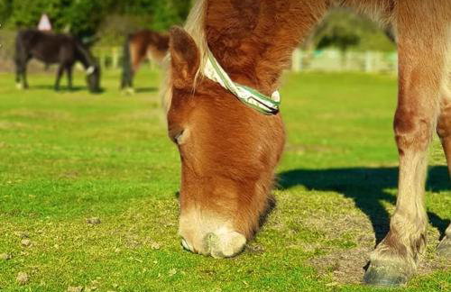 Forest lodge - Foto 51