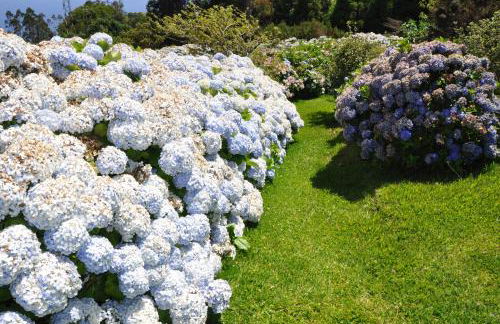 Luxury VILLA CAMÉLIA. Mountains, golf, horses, levada walks. - Foto 39