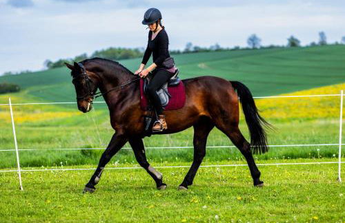 Landkulturhof Glücksbringer - Foto 2