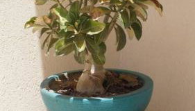 Casa em Cabo Frio com garagem - Foto 5