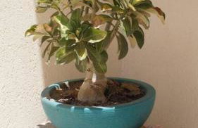 Casa em Cabo Frio com garagem - Foto 5