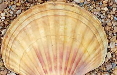 Charmant studio avec loggia vue mer - Foto 25