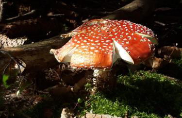 Haus Stefanie Elvire - Foto 69