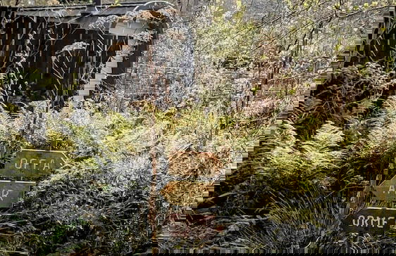 Emlyn's Coppice - Woodland Glamping - Foto 36