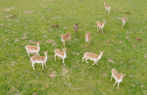 Zawilcowa Dolina - Foto 14