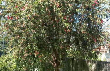 Refúgio do Limoeiro - Foto 10