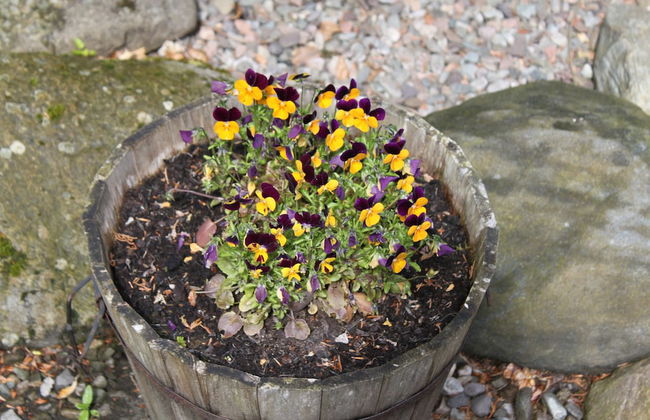 Glenalbyn Cottage - Foto 19