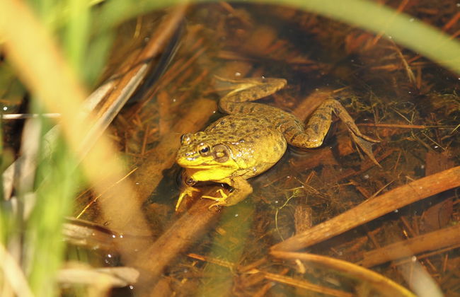 Our Wielgot Tradition - Photo 12