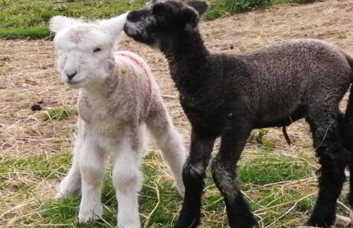 Luddie's Country Cottages - Rose Cottage - Foto 22