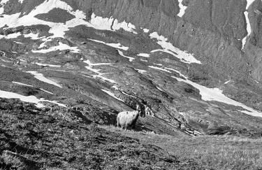 Chalet Violettes - Foto 30