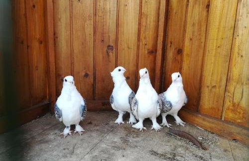 Grebengradska Medna Hiža - Foto 53