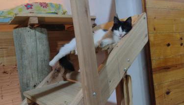 Casa Tércio - Foto 2