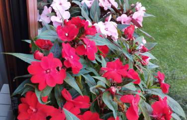 La Dama dei Fiori - Foto 25