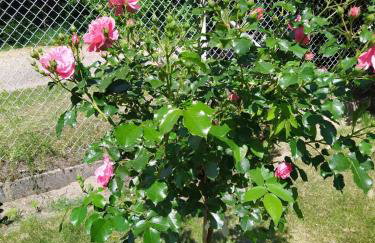 Gospodarstwo Agroturystyczne w Borszycach - Foto 10