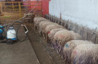 Agriturismo - fattoria didattica Caratozzolo - Foto 8