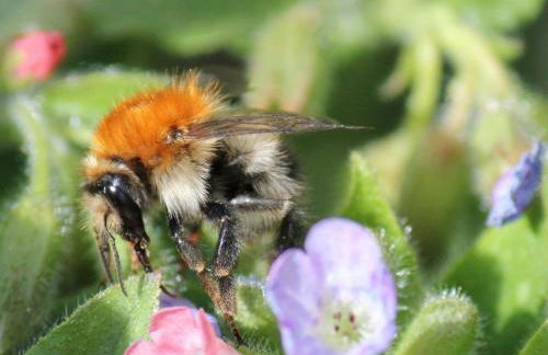 Apartment Appartement mit Wallbox by Interhome - Foto 40