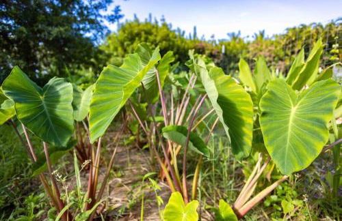 Waterfall House with Ocean Views in Haiku, Maui - Photo 32