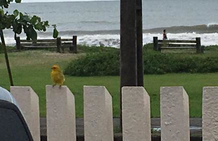 Meu pequeno paraíso - Photo 7