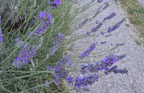 Villa del Poggio - Foto 32