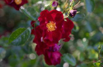 Maison des Créateurs - Foto 79