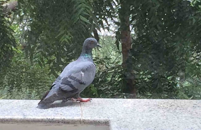 Security & Comfort 2 Bedroom Apartment in Gurugram - Foto 29