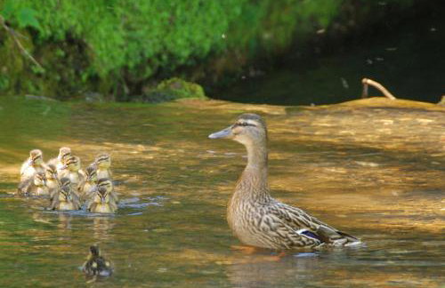 Bowgie at Trewerry Cottages - Away from it all, close to everywhere - Foto 23