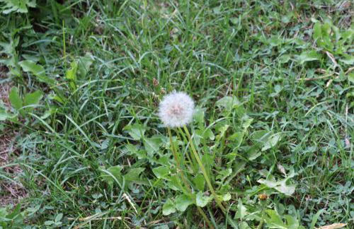 Lanau Casa Barbacoa Bike's Jardín Naturaleza - Foto 16