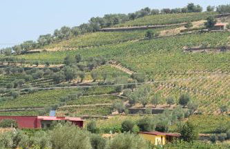 Quinta dos Padrinhos - Suites in the Heart of the Douro - Foto 4