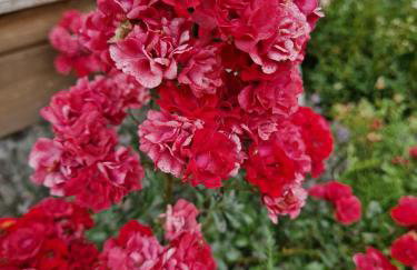 Apartamenty Szepty Mazur - Foto 56