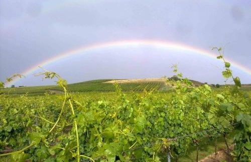 Ferienwohnung Weingut Kost - Foto 38