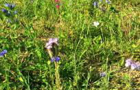 Le Relais de D'Artagnan - Foto 4