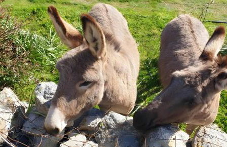 Pasigà- Jacuzi privata vicino Olbia - Foto 25