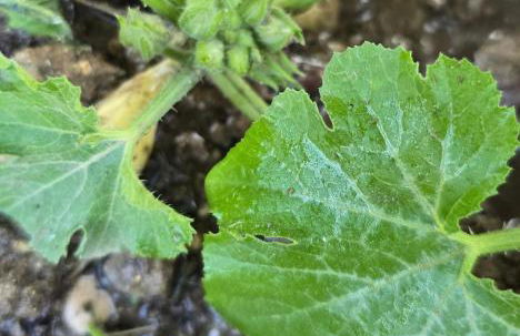 Villa del Poggio - Foto 27